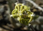 Fockea multiflora