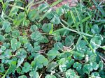 Dichondra micrantha