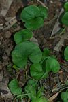 Dichondra micrantha