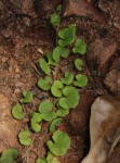 Dichondra micrantha