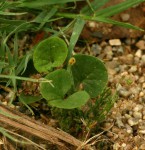 Dichondra micrantha