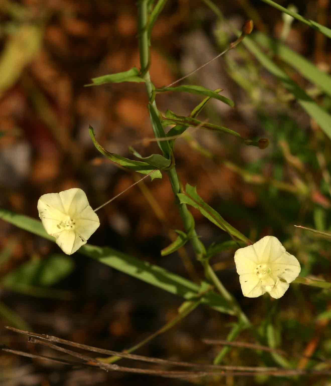 Merremia tridentata subsp. angustifolia