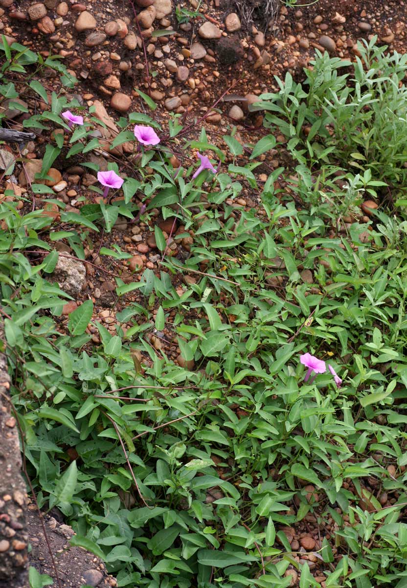 Ipomoea aquatica