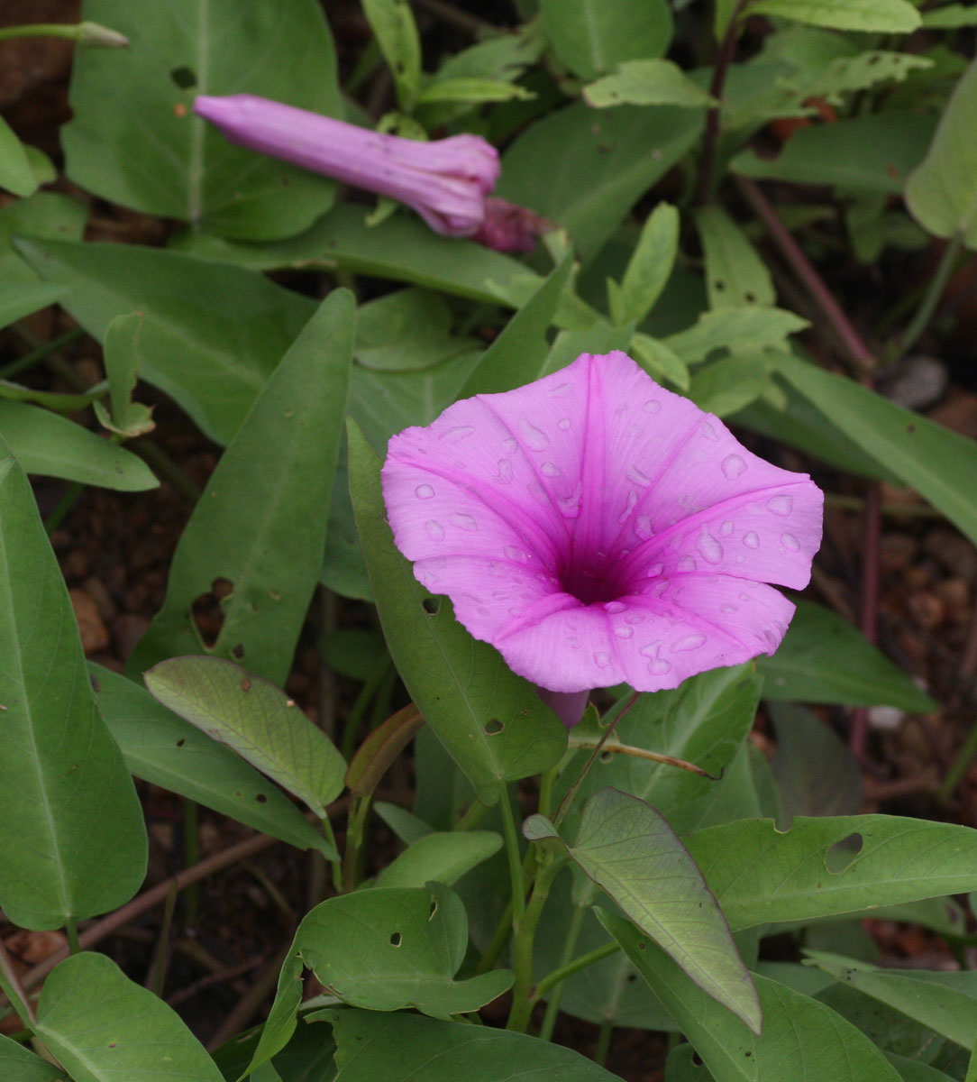 Ipomoea aquatica