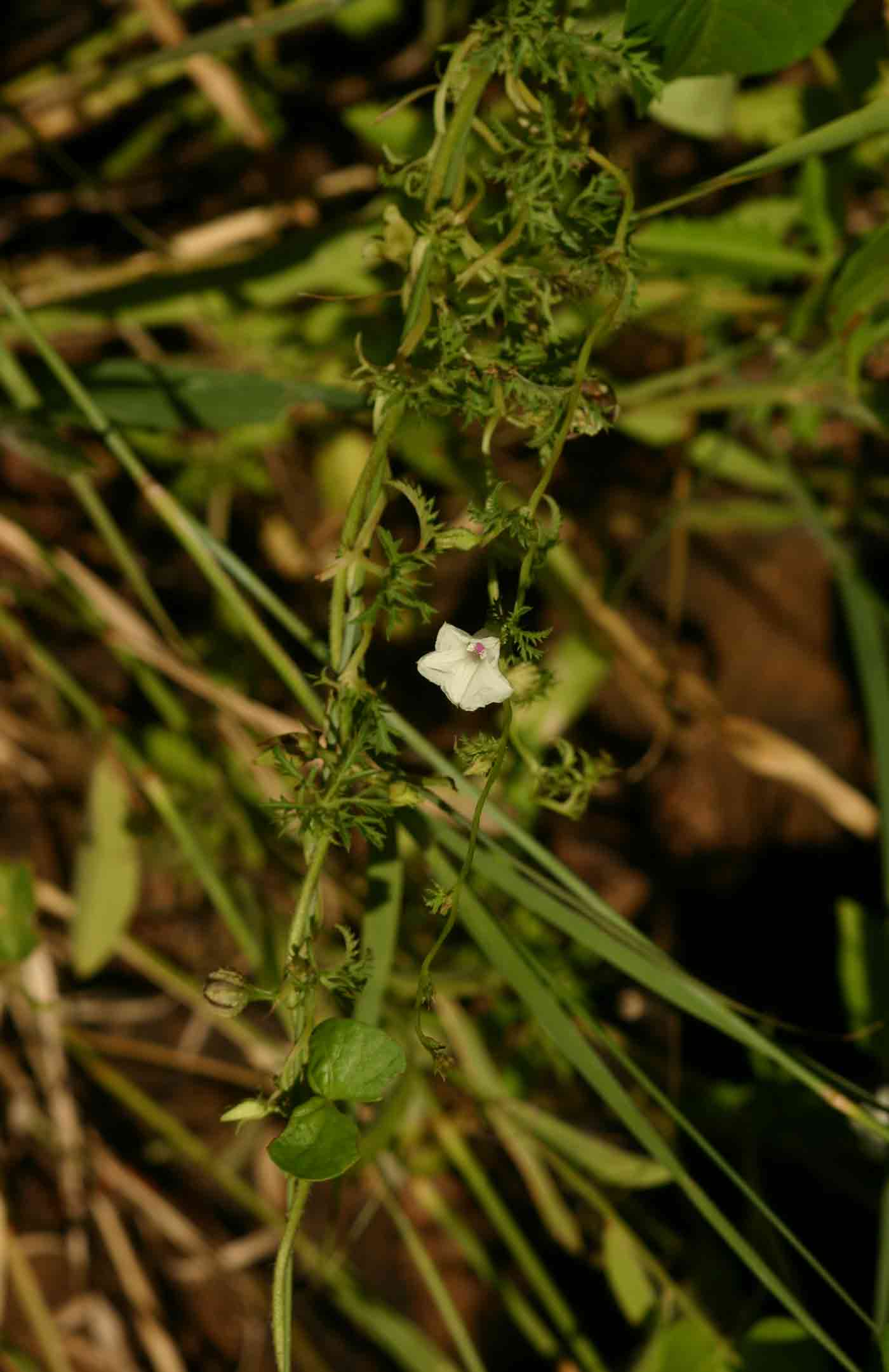 Ipomoea coptica var. coptica