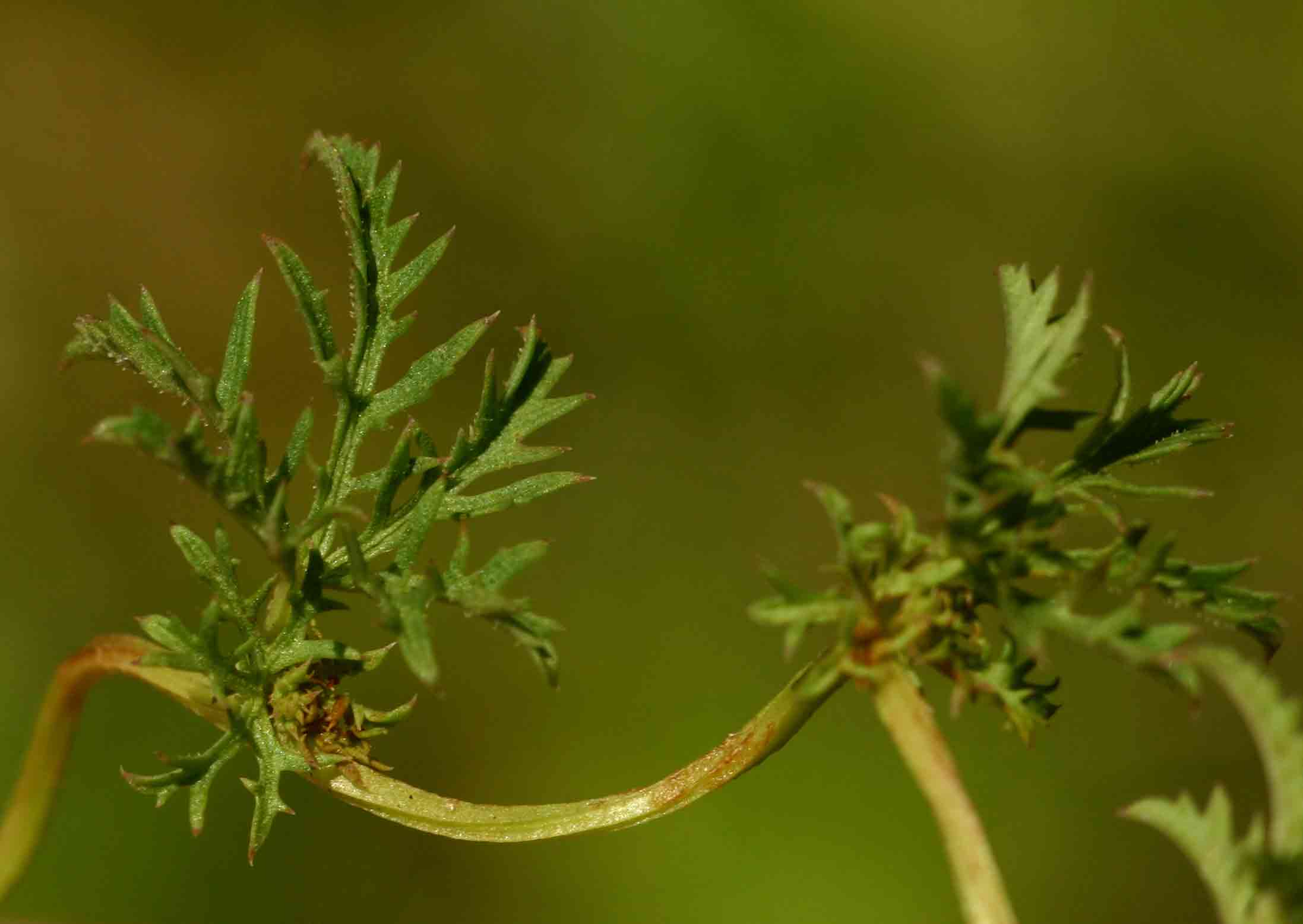 Ipomoea coptica var. coptica