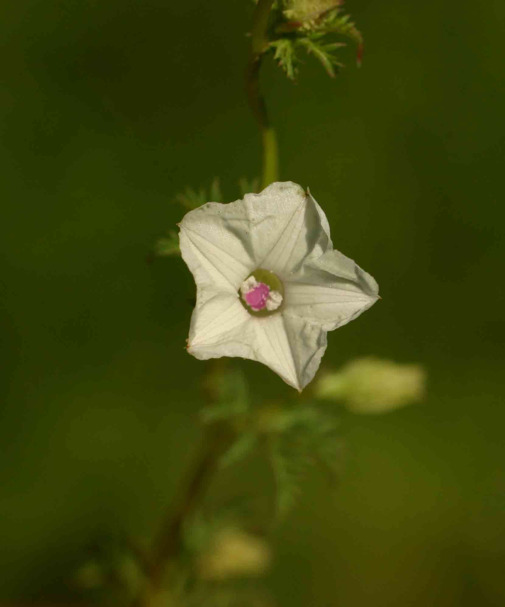 Ipomoea coptica var. coptica