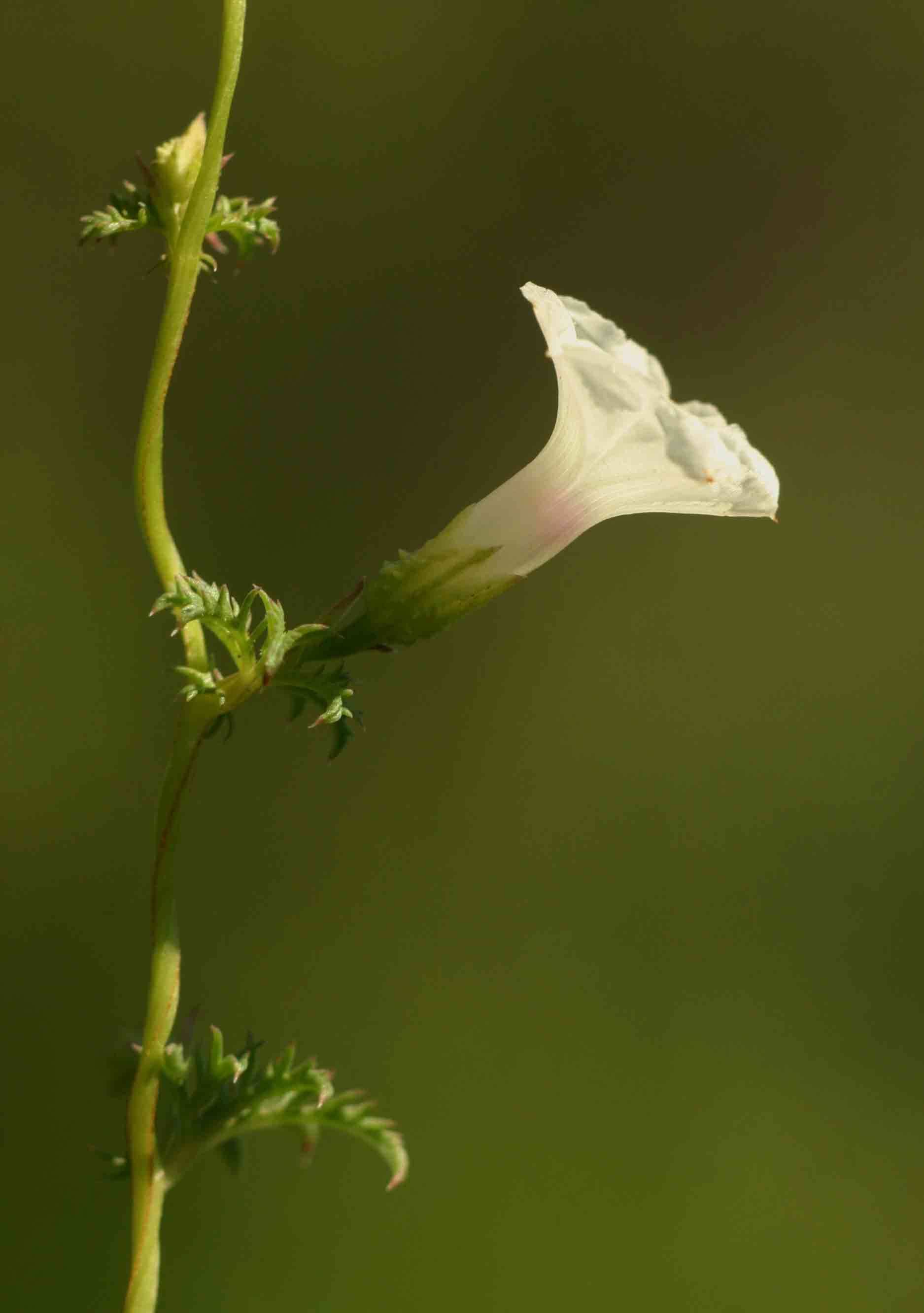 Ipomoea coptica var. coptica