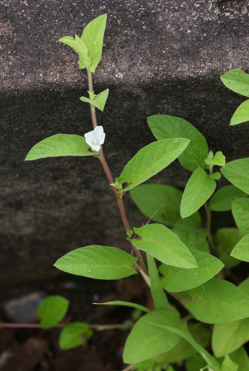 Ipomoea leucanthemum