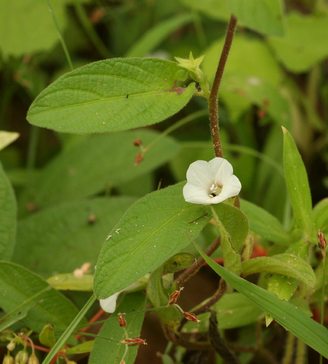 Ipomoea leucanthemum