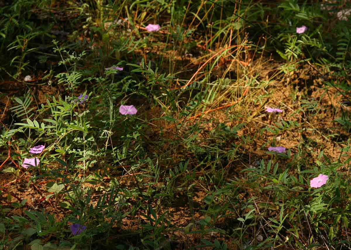 Ipomoea magnusiana