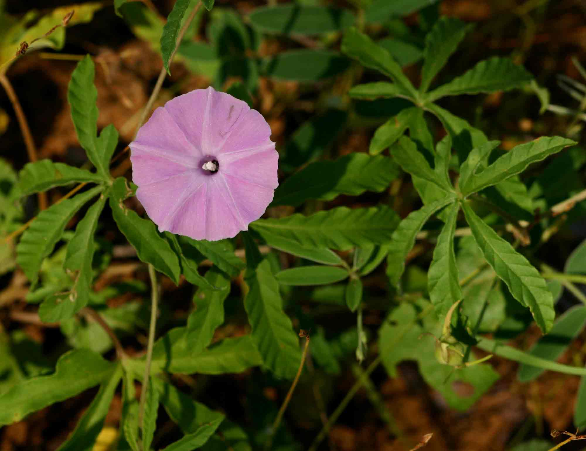 Ipomoea magnusiana