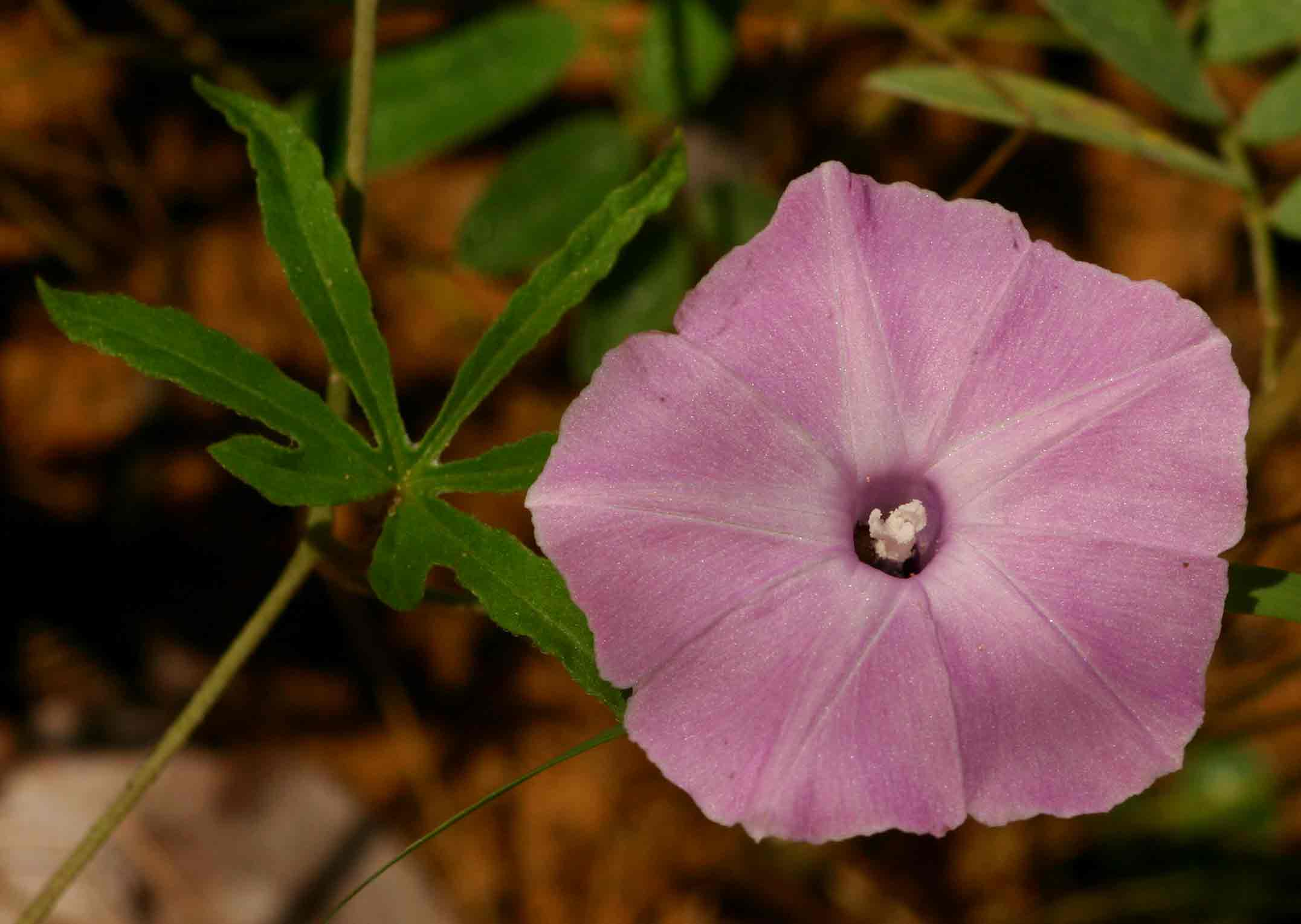 Ipomoea magnusiana