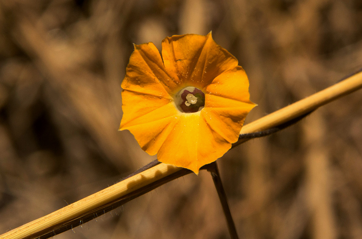 Ipomoea obscura var. obscura