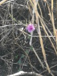 Ipomoea papilio