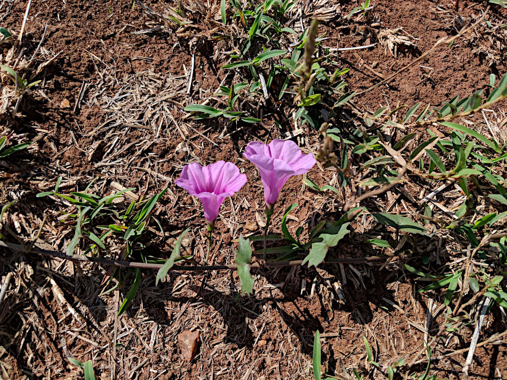 Ipomoea papilio