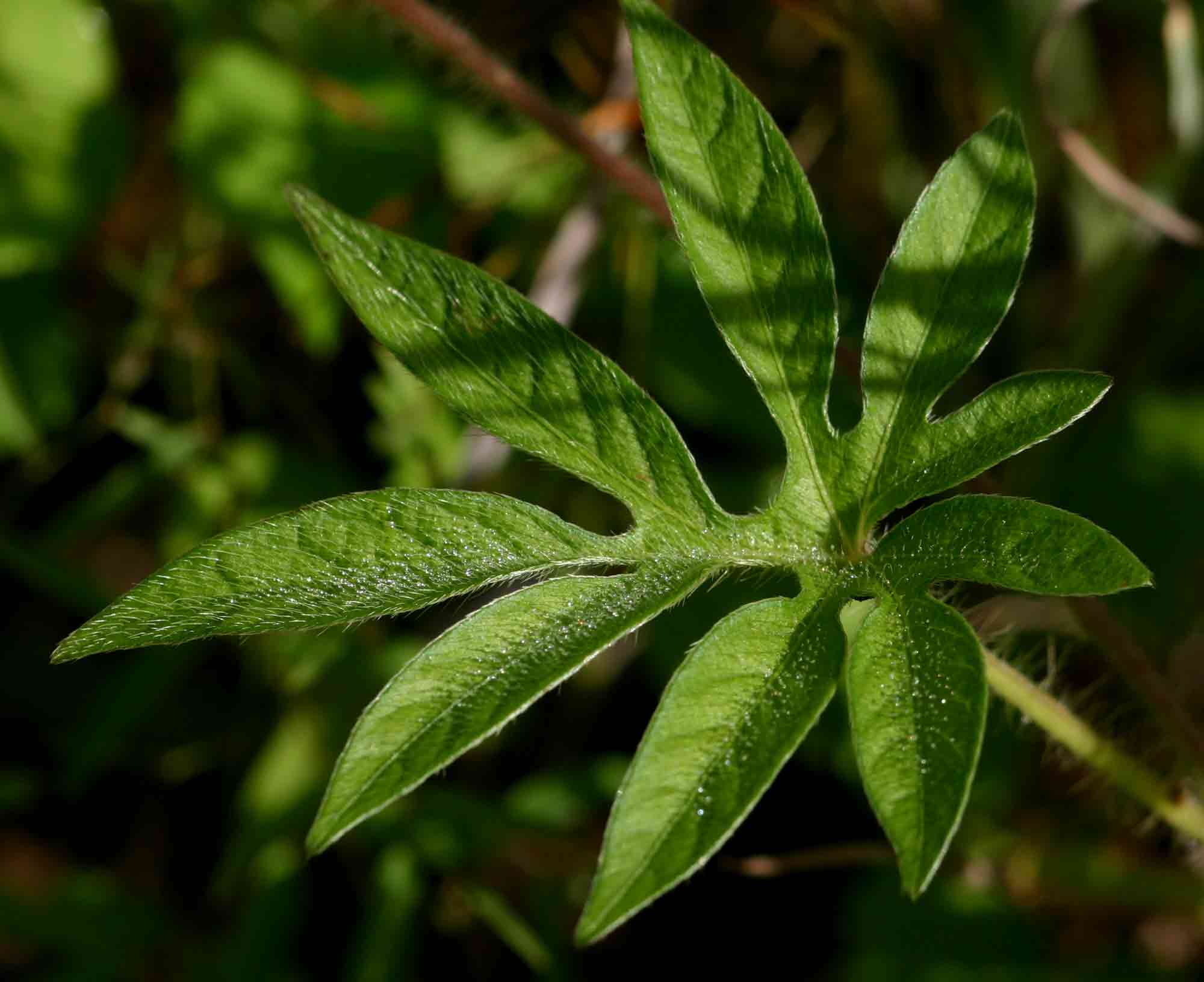 Ipomoea pes-tigridis var. pes-tigridis