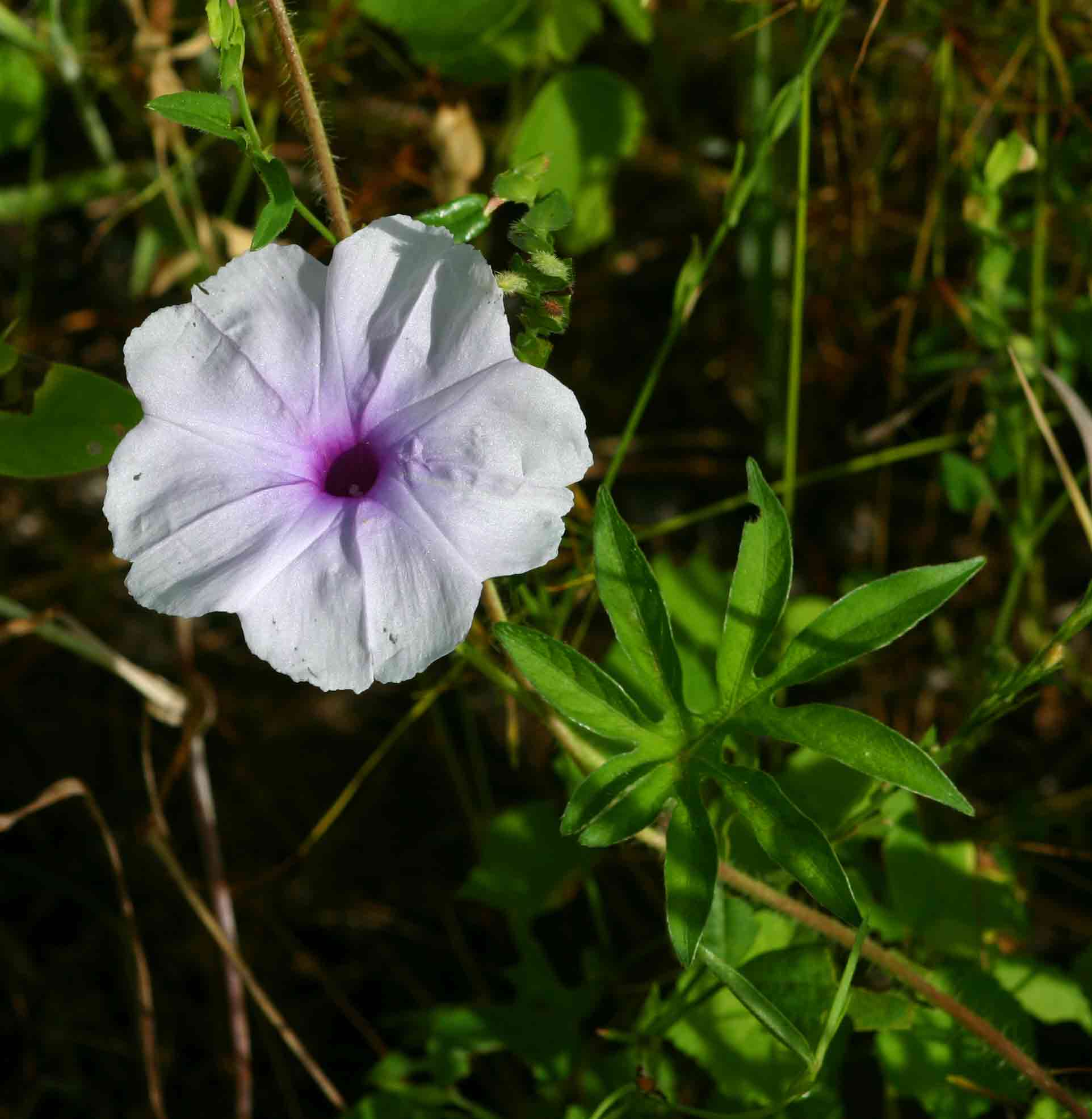 Ipomoea pes-tigridis var. pes-tigridis