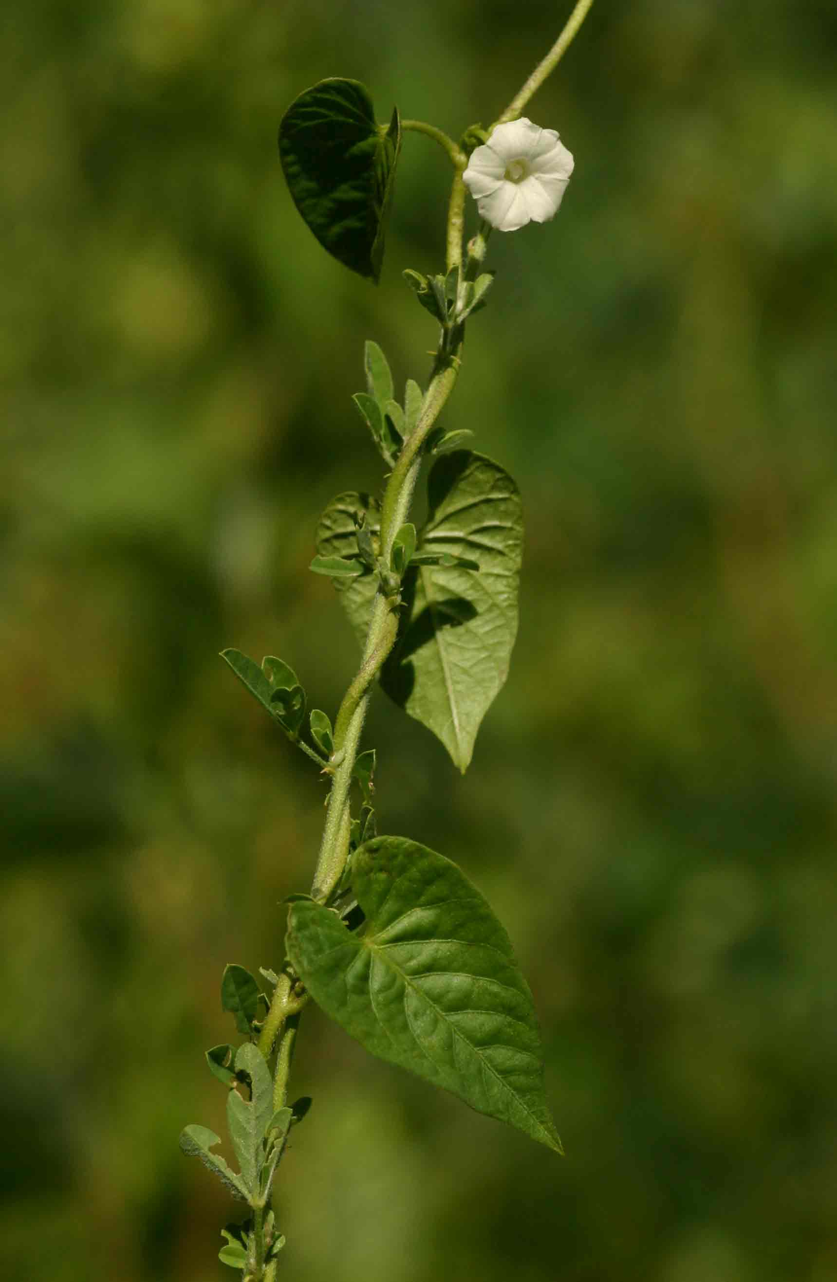 Ipomoea plebeia subsp. africana