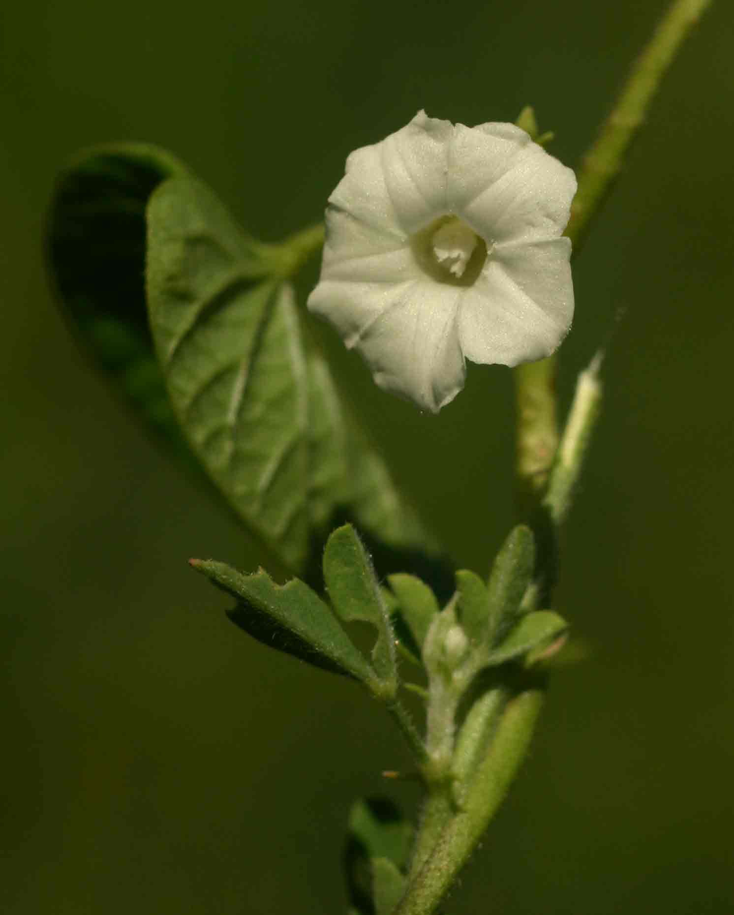 Ipomoea plebeia subsp. africana