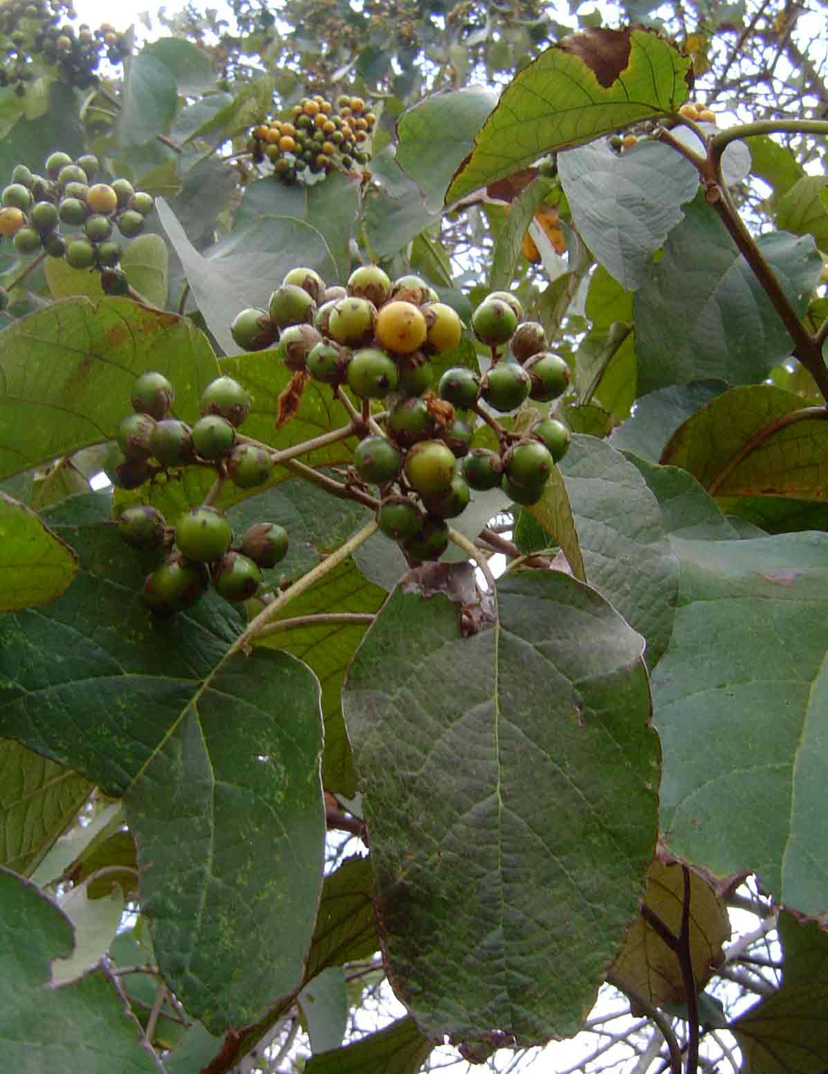 Cordia africana