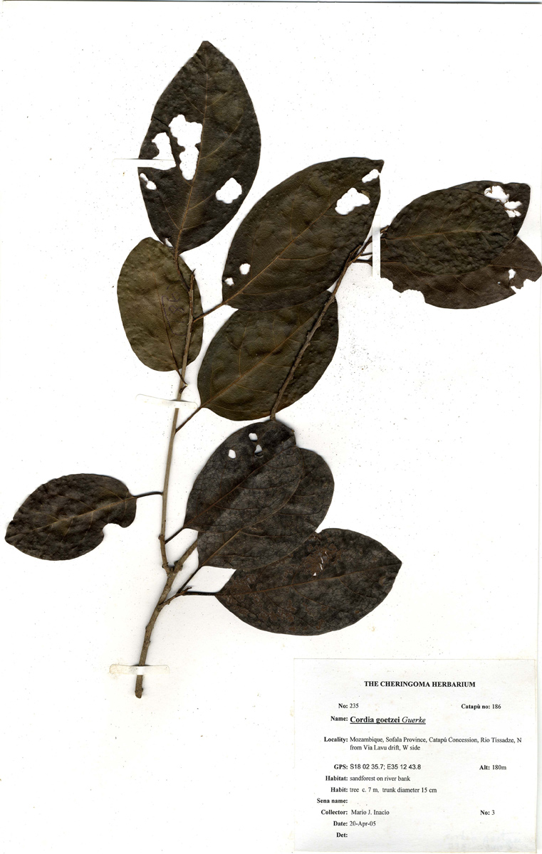 Cordia goetzei Cordia goetzei