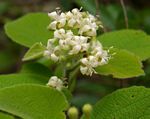 Cordia pilosissima