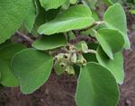 Cordia pilosissima