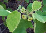 Cordia pilosissima