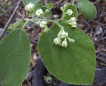 Cordia pilosissima