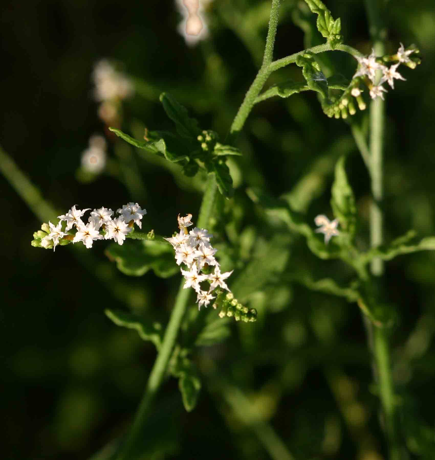 Heliotropium ciliatum