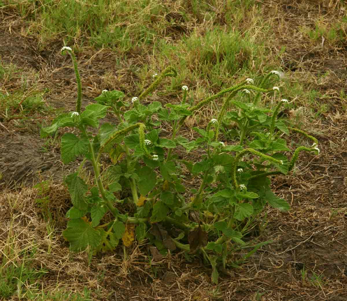 Heliotropium indicum