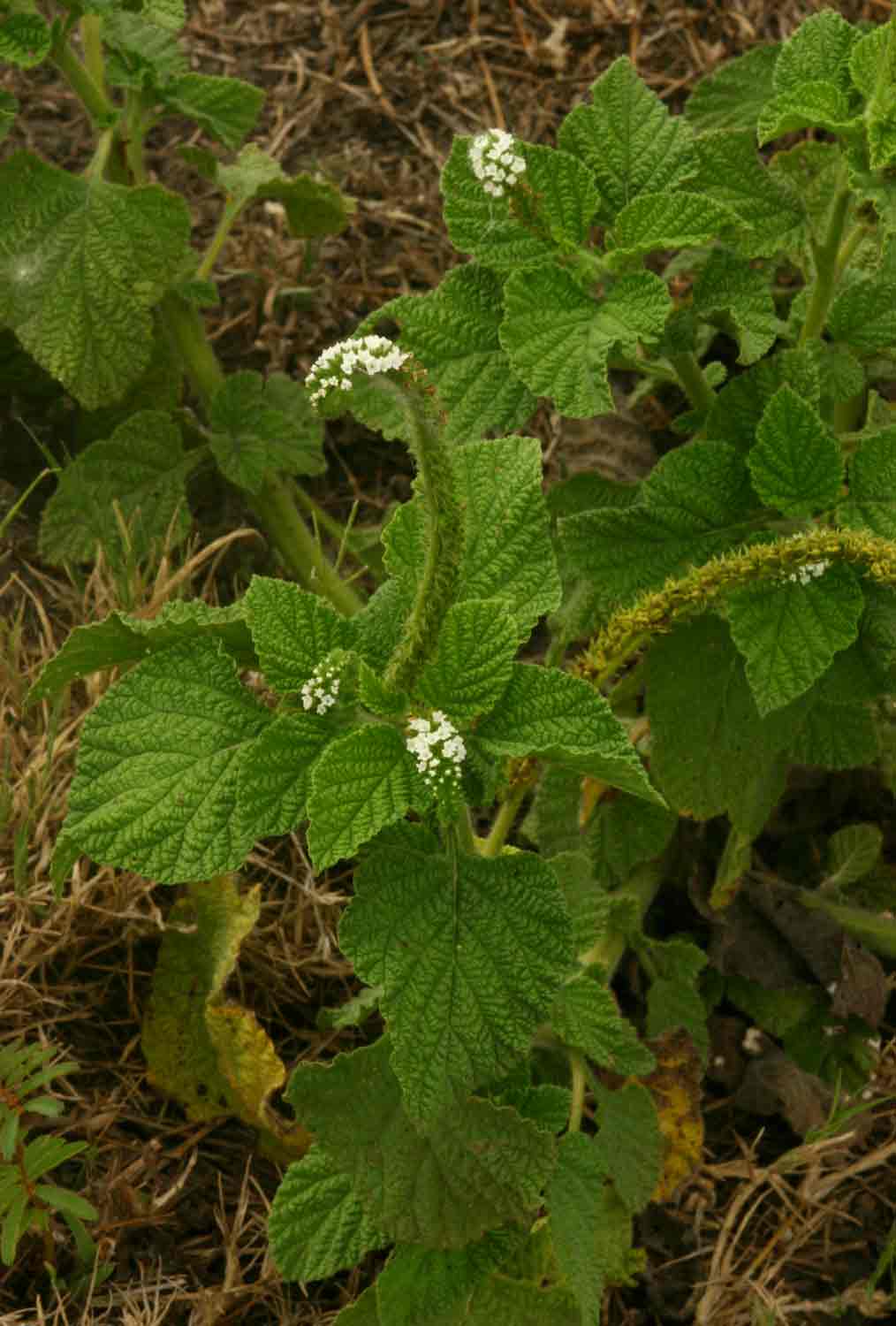 Heliotropium indicum