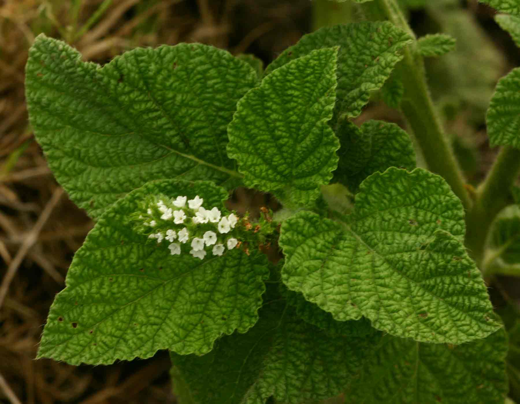 Heliotropium indicum