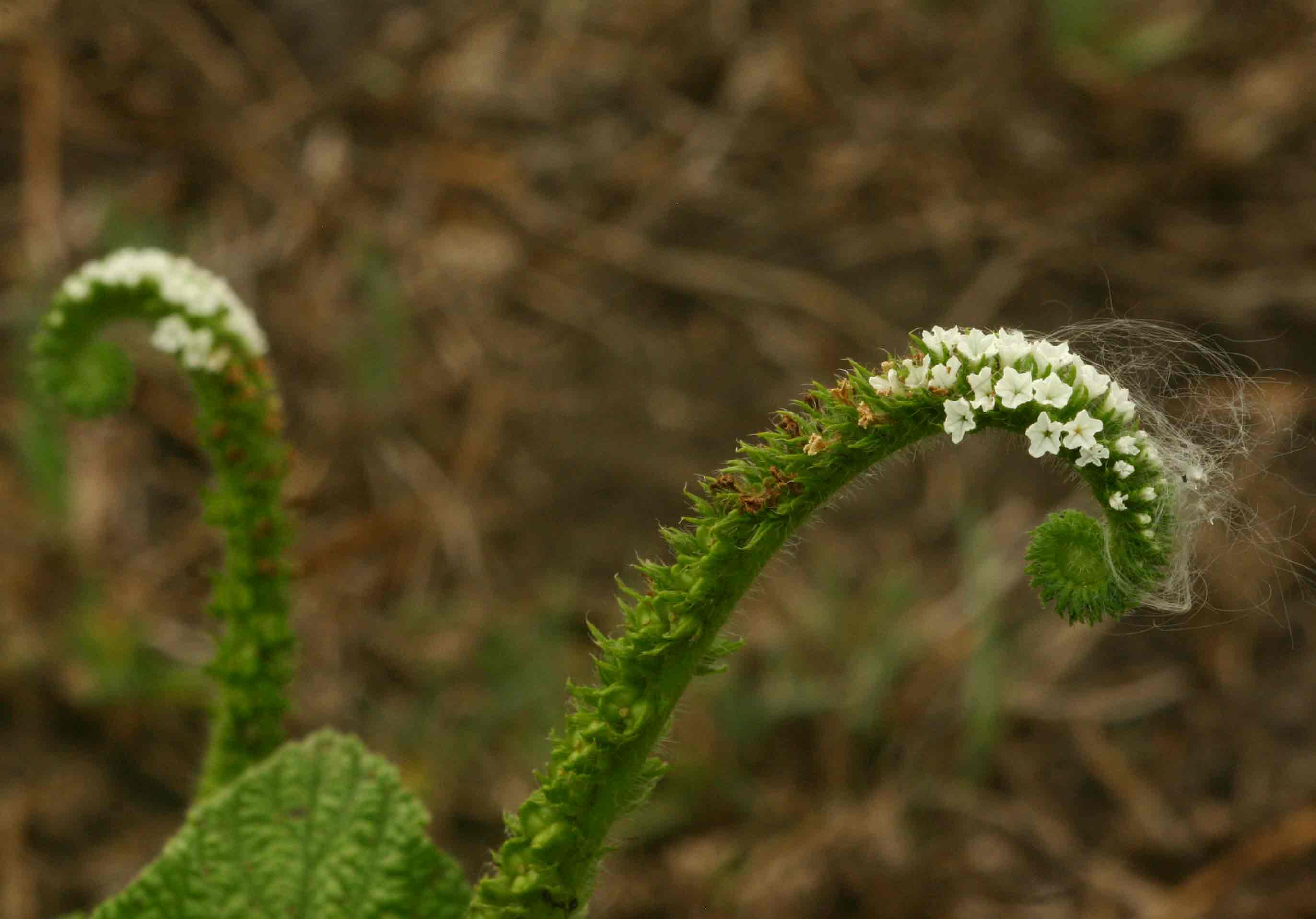 Heliotropium indicum