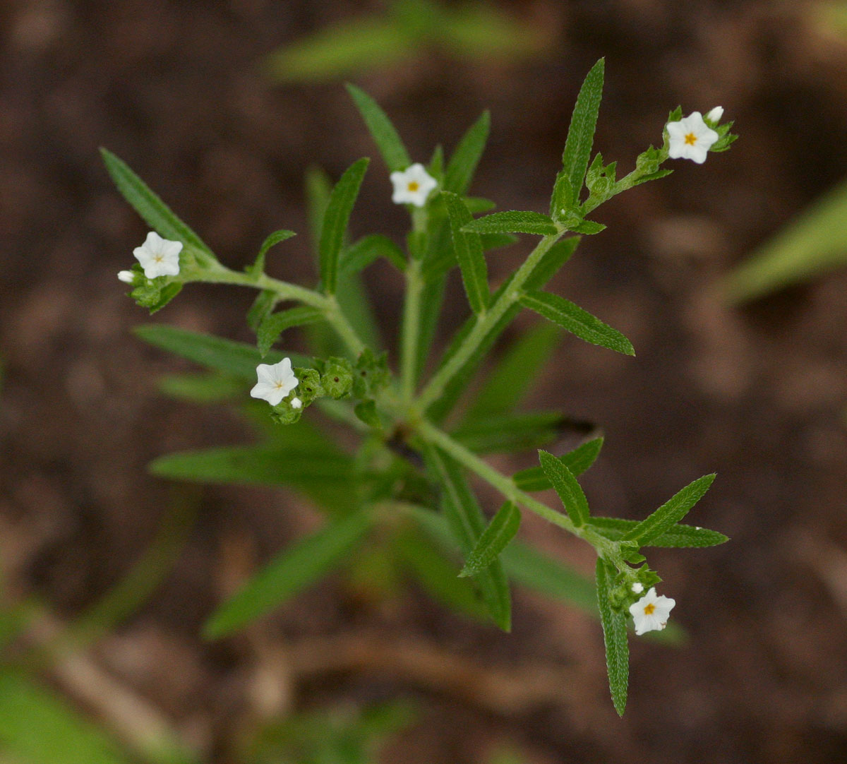 Euploca strigosa