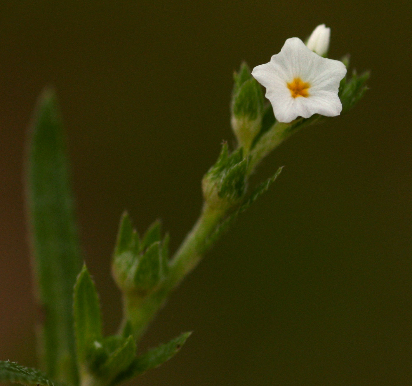 Euploca strigosa