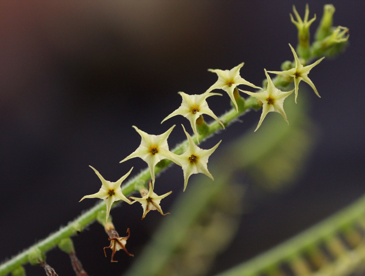 Heliotropium zeylanicum