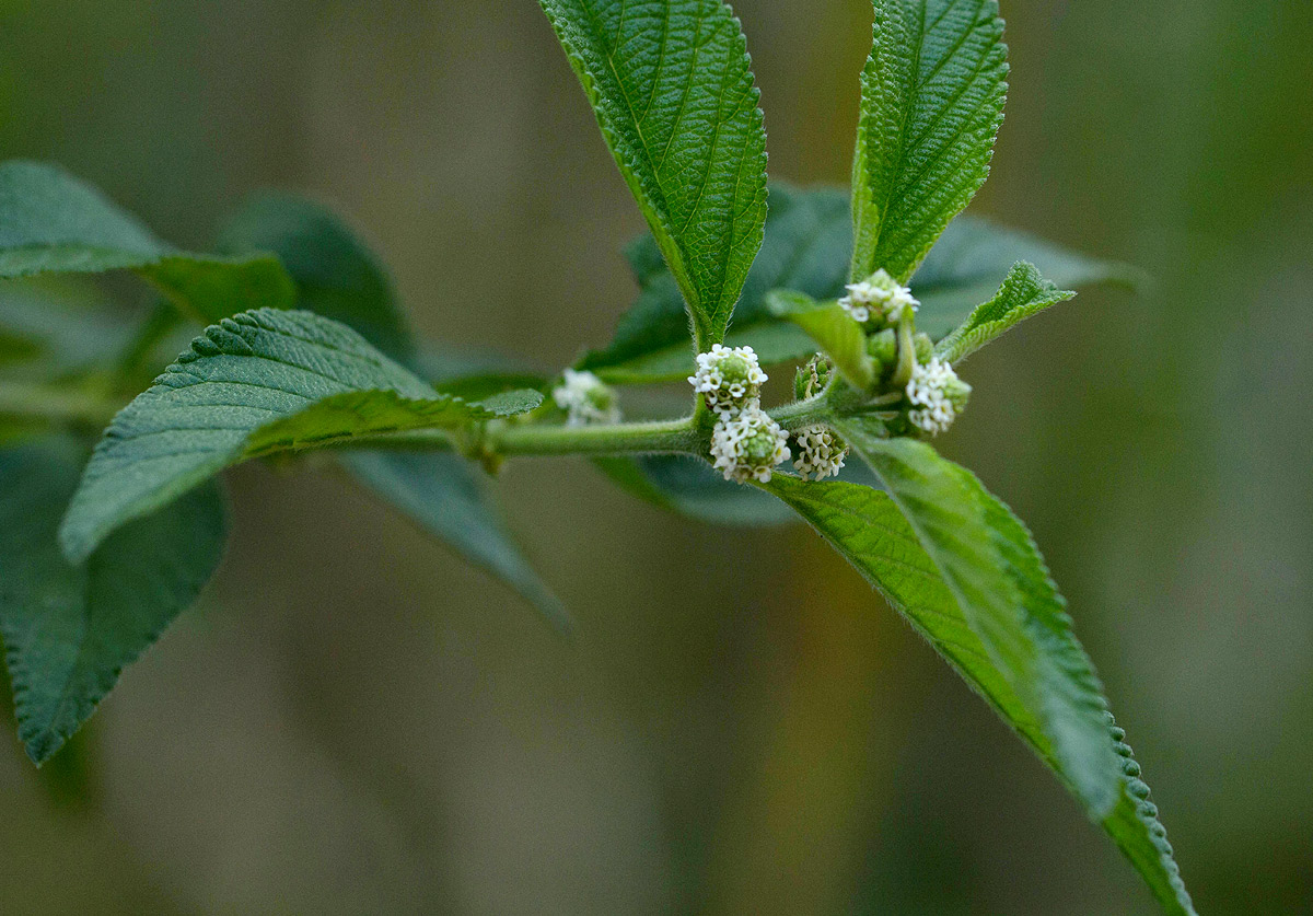 Lippia javanica