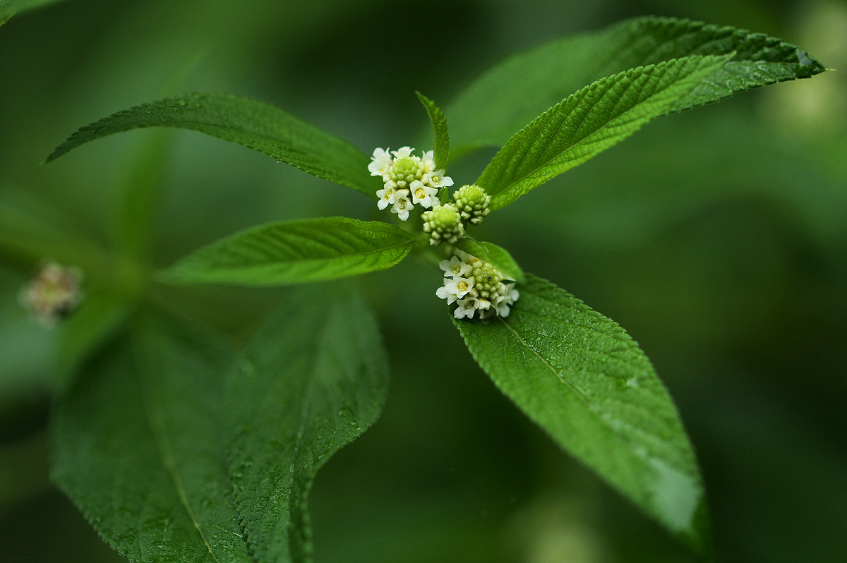 Lippia javanica