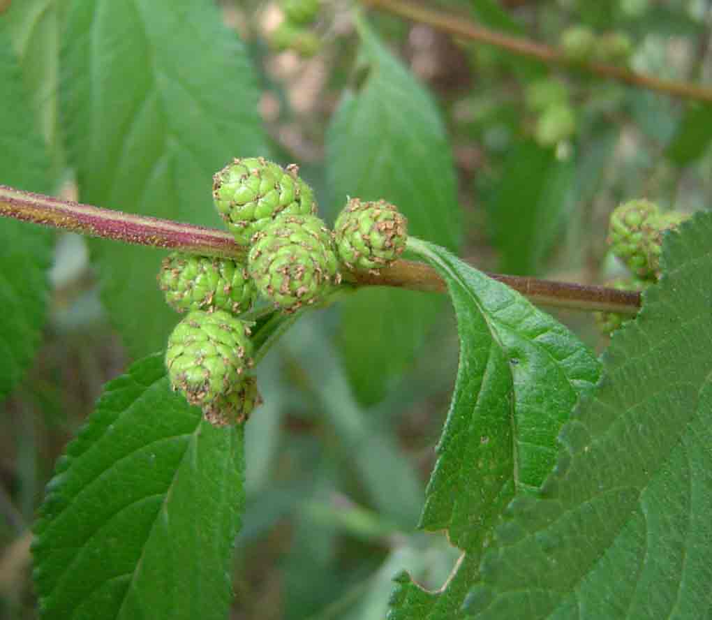 Lippia javanica