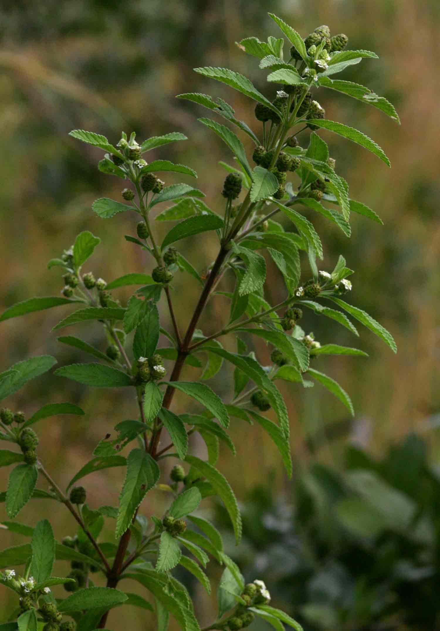 Lippia javanica