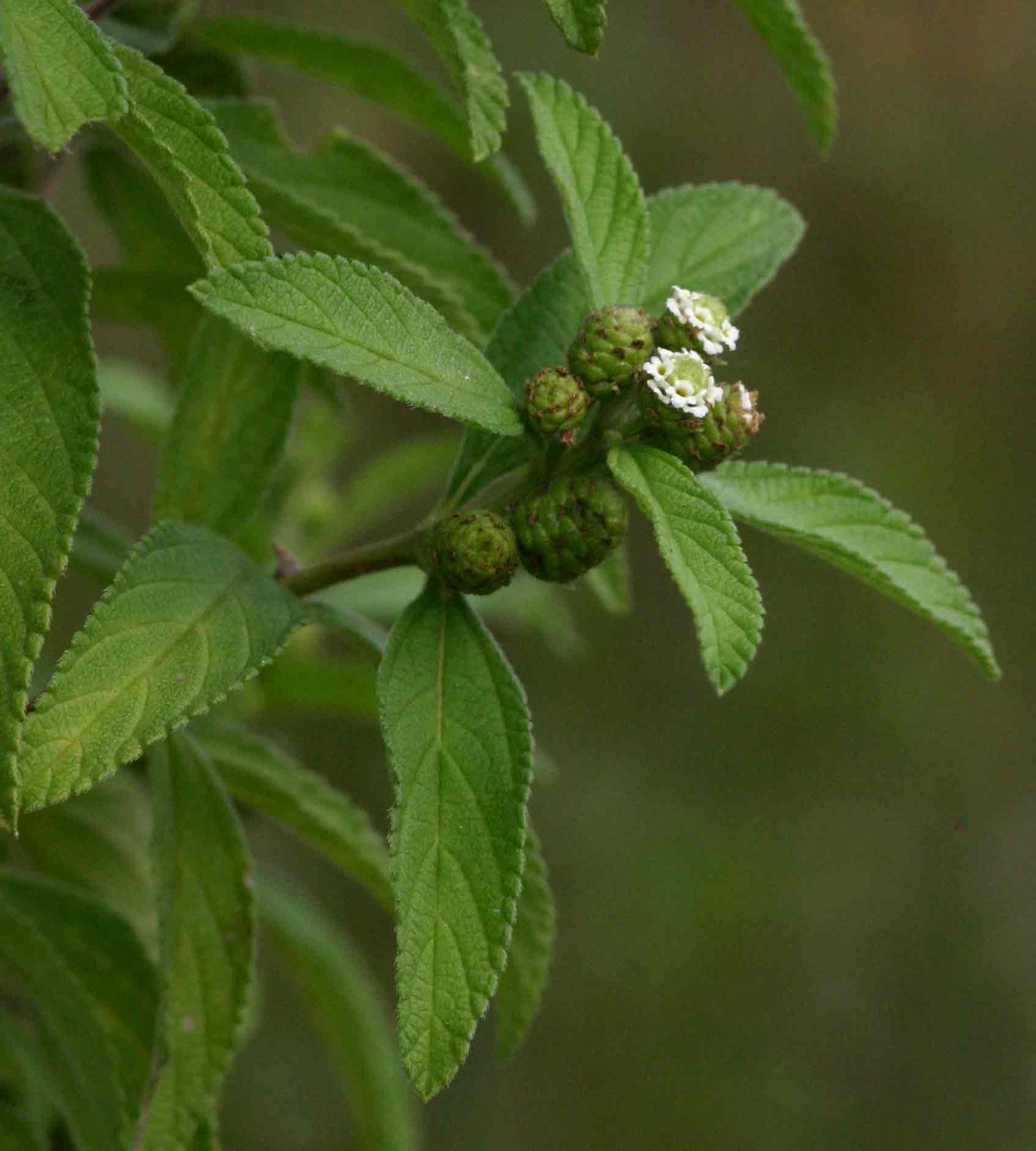 Lippia javanica