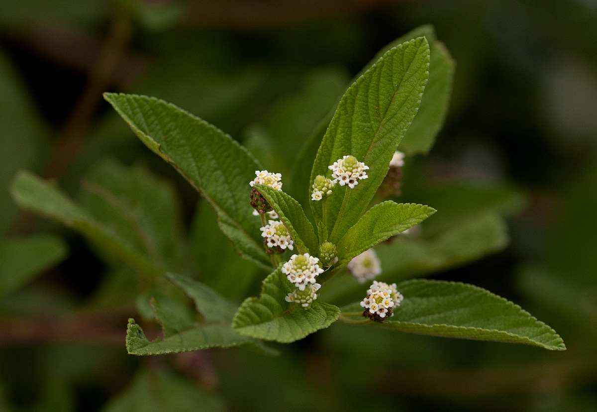 Lippia javanica