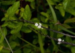 Stachytarpheta cayennensis