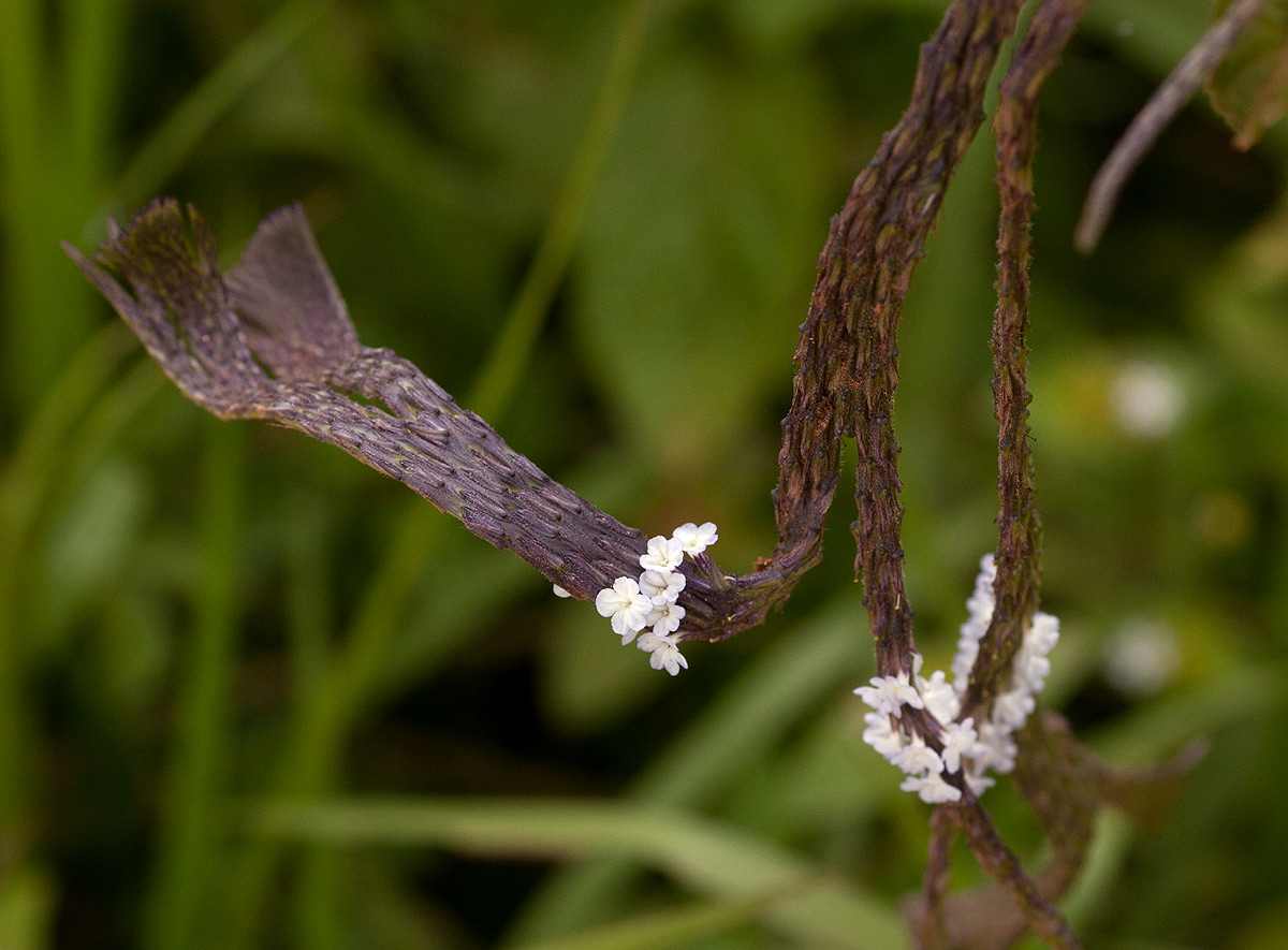 Stachytarpheta cayennensis