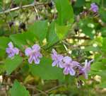 Duranta erecta