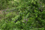 Duranta erecta