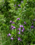 Duranta erecta