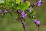 Duranta erecta